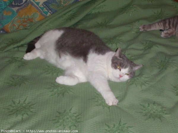 Photo de British shorthair