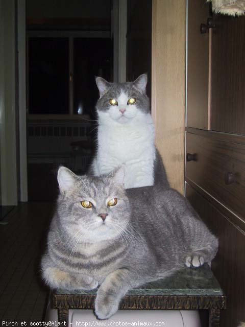 Photo de British shorthair