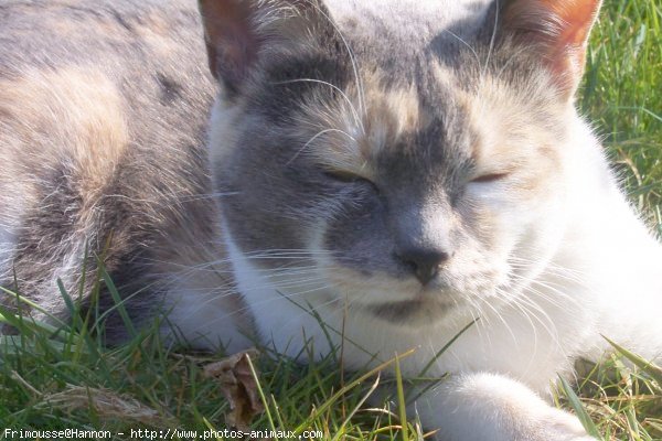 Photo de Chat domestique