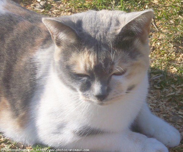 Photo de Chat domestique