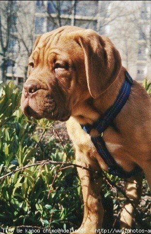 Photo de Dogue de bordeaux