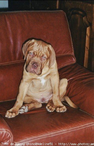 Photo de Dogue de bordeaux