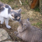 Photo de Chat domestique