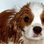 Photo de Cavalier king charles spaniel