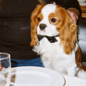 Photo de Cavalier king charles spaniel