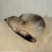 Photo de Furet