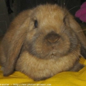 Photo de Lapin