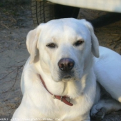 Photo de Labrador retriever