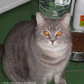 Photo de British shorthair