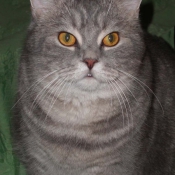 Photo de British shorthair