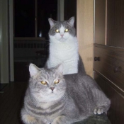 Photo de British shorthair