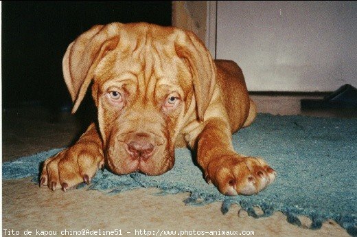 Photo de Dogue de bordeaux