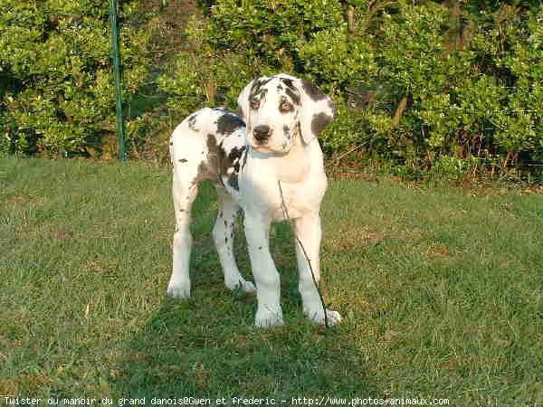 Photo de Dogue allemand