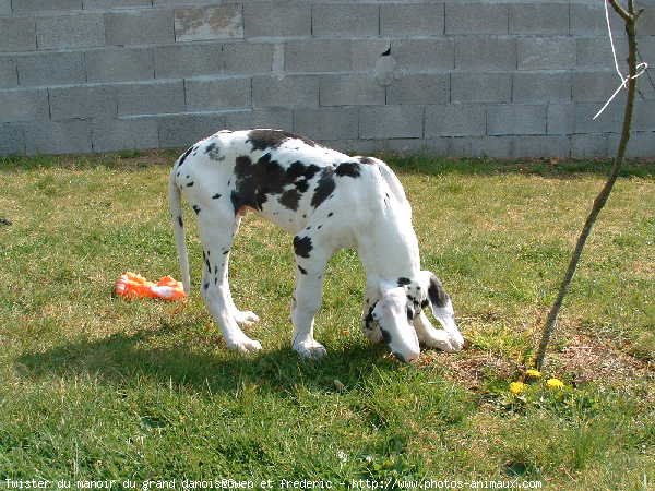 Photo de Dogue allemand