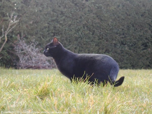 Photo de Chat domestique