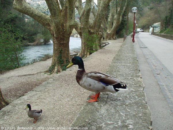 Photo de Canard