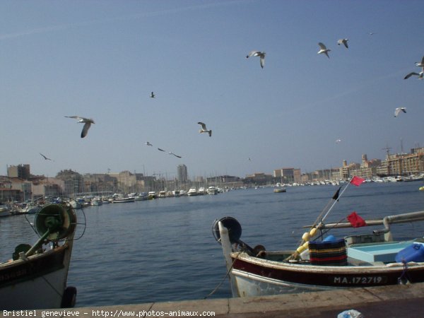 Photo de Mouette