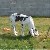 Photo de Dogue allemand