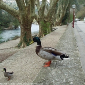 Photo de Canard