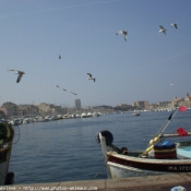 Photo de Mouette