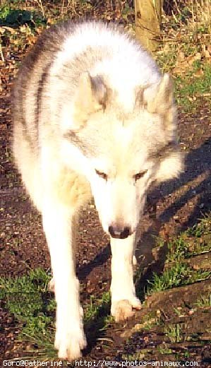 Photo de Husky siberien