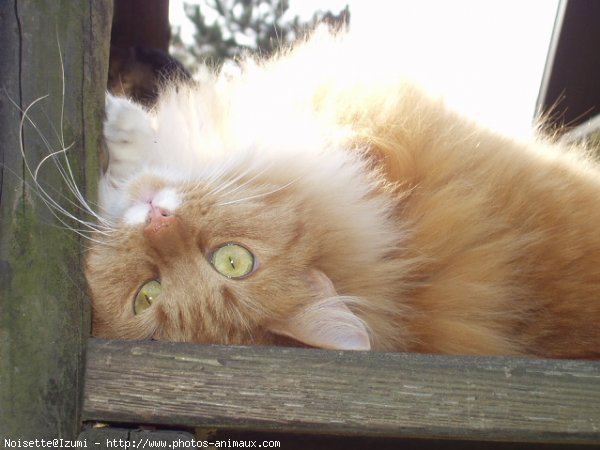 Photo de Chat domestique