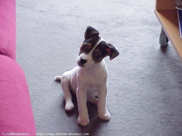 Photo de Jack russell terrier