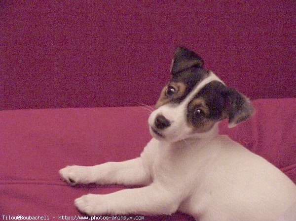 Photo de Jack russell terrier