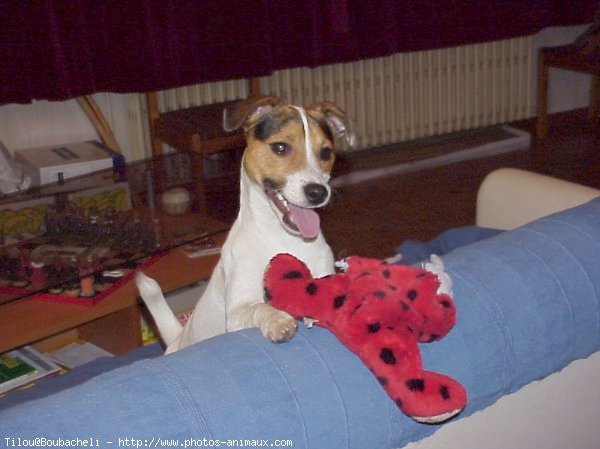 Photo de Jack russell terrier