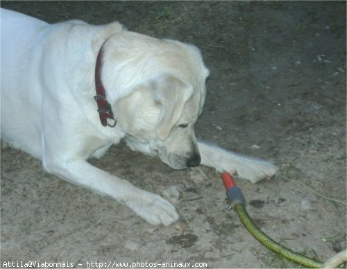 Photo de Labrador retriever