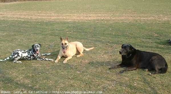 Photo de Races diffrentes