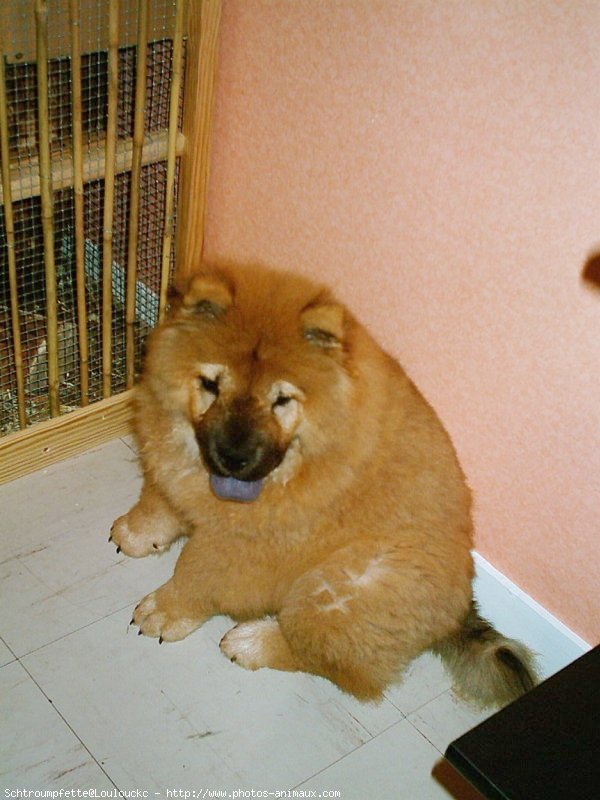 Photo de Chow chow