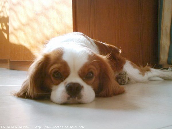 Photo de Cavalier king charles spaniel