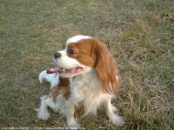 Photo de Cavalier king charles spaniel