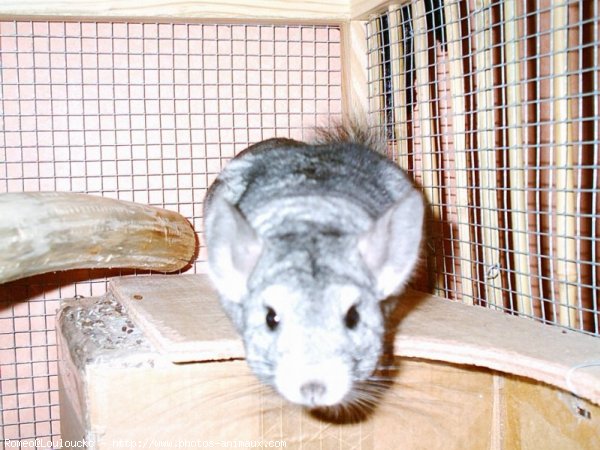 Photo de Chinchilla