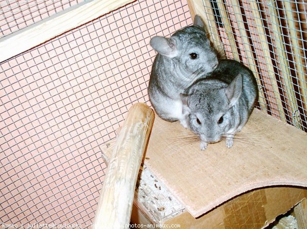 Photo de Chinchilla