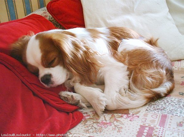 Photo de Cavalier king charles spaniel