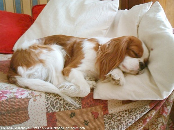 Photo de Cavalier king charles spaniel