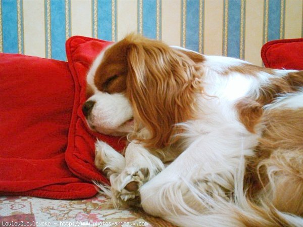 Photo de Cavalier king charles spaniel