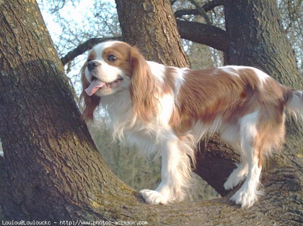 Photo de Cavalier king charles spaniel