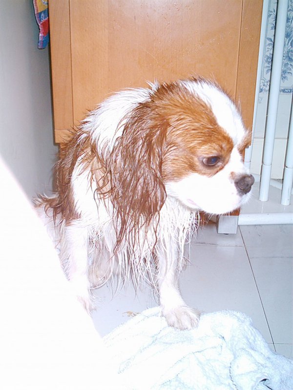 Photo de Cavalier king charles spaniel