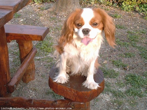 Photo de Cavalier king charles spaniel