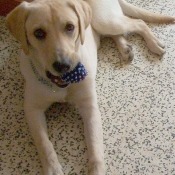 Photo de Labrador retriever