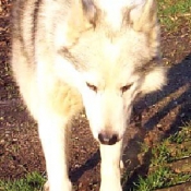 Photo de Husky siberien