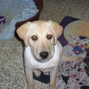 Photo de Labrador retriever