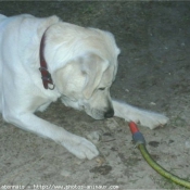 Photo de Labrador retriever