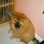 Photo de Chow chow