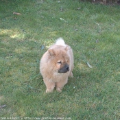 Photo de Chow chow