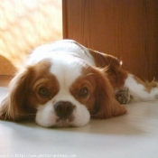 Photo de Cavalier king charles spaniel