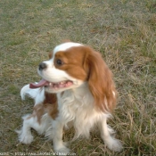 Photo de Cavalier king charles spaniel